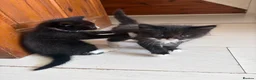 Mixed Breed cats for sale: 10 weeks old Mixed Breed Kittens - Advert 15