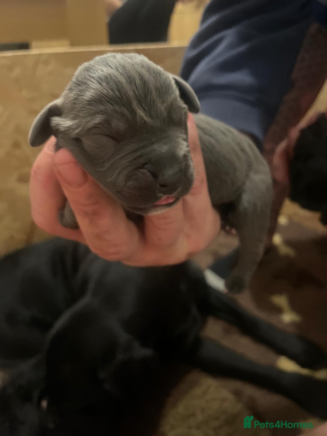 Cane Corso dogs for sale: Beautiful cane corso puppies - Advert 4
