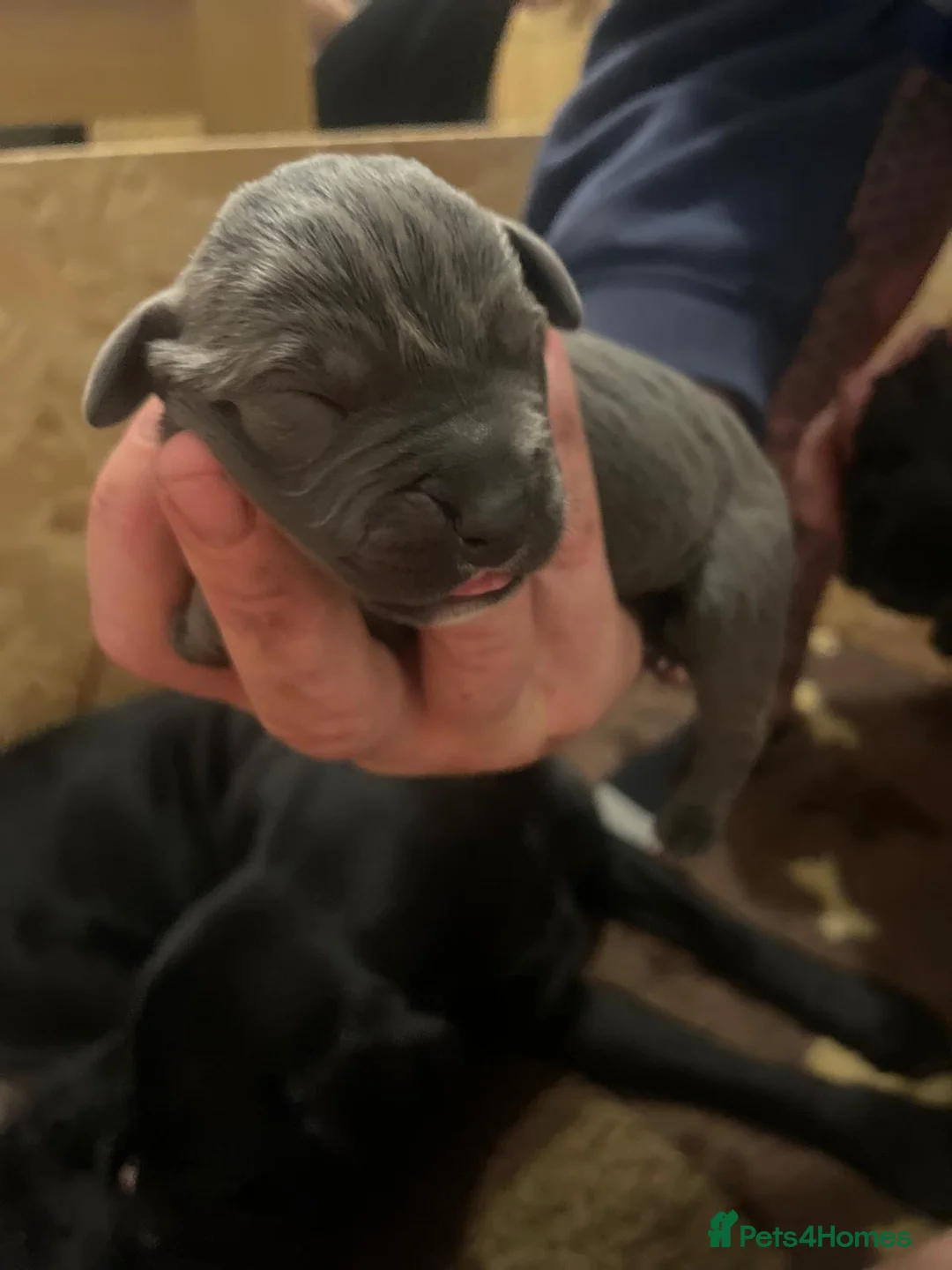 Cane Corso dogs for sale: Beautiful cane corso puppies - Advert 15