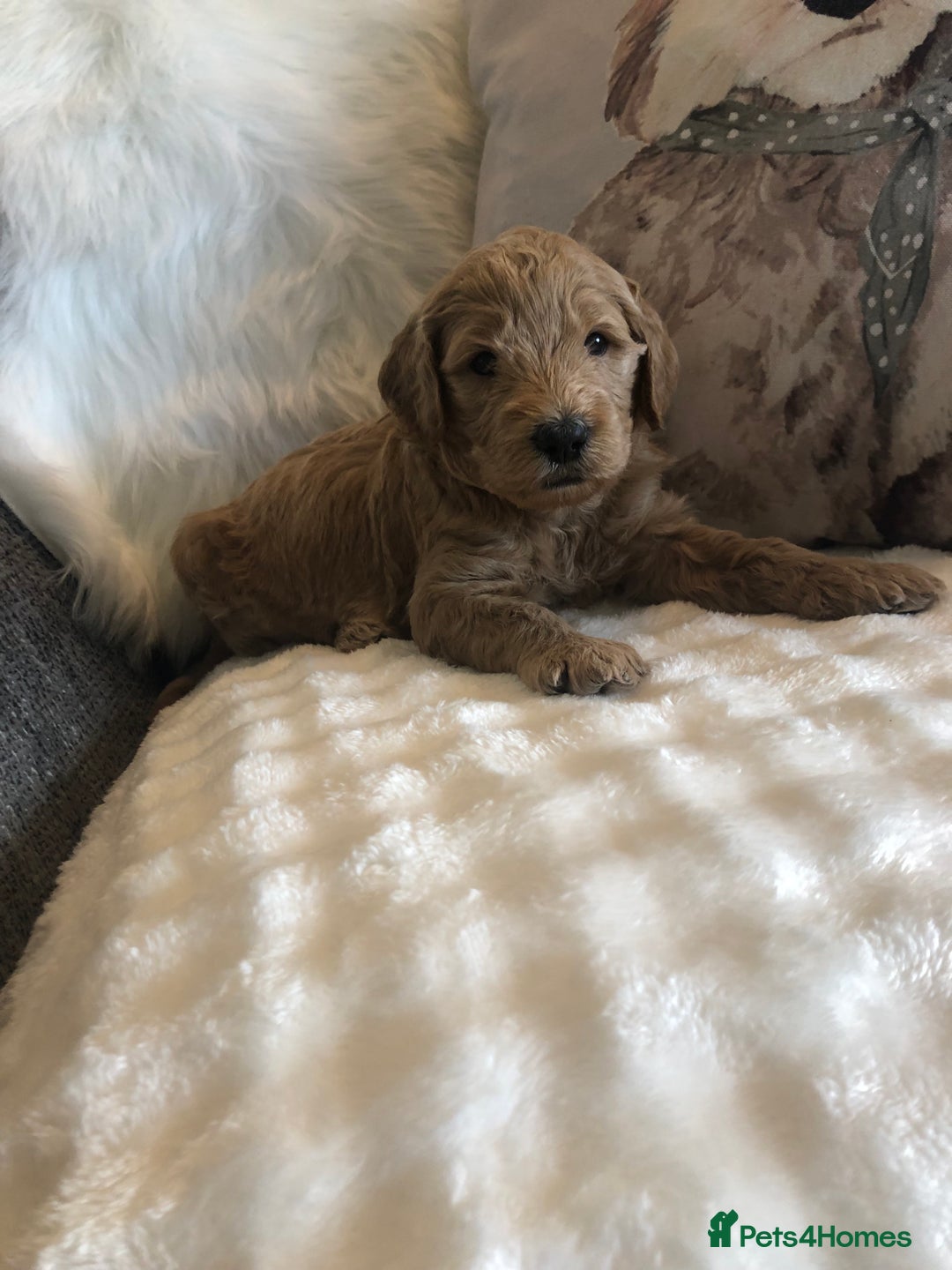 Goldendoodle dogs for sale: Goldendoodle Double Doodle pups for sale - Image 19