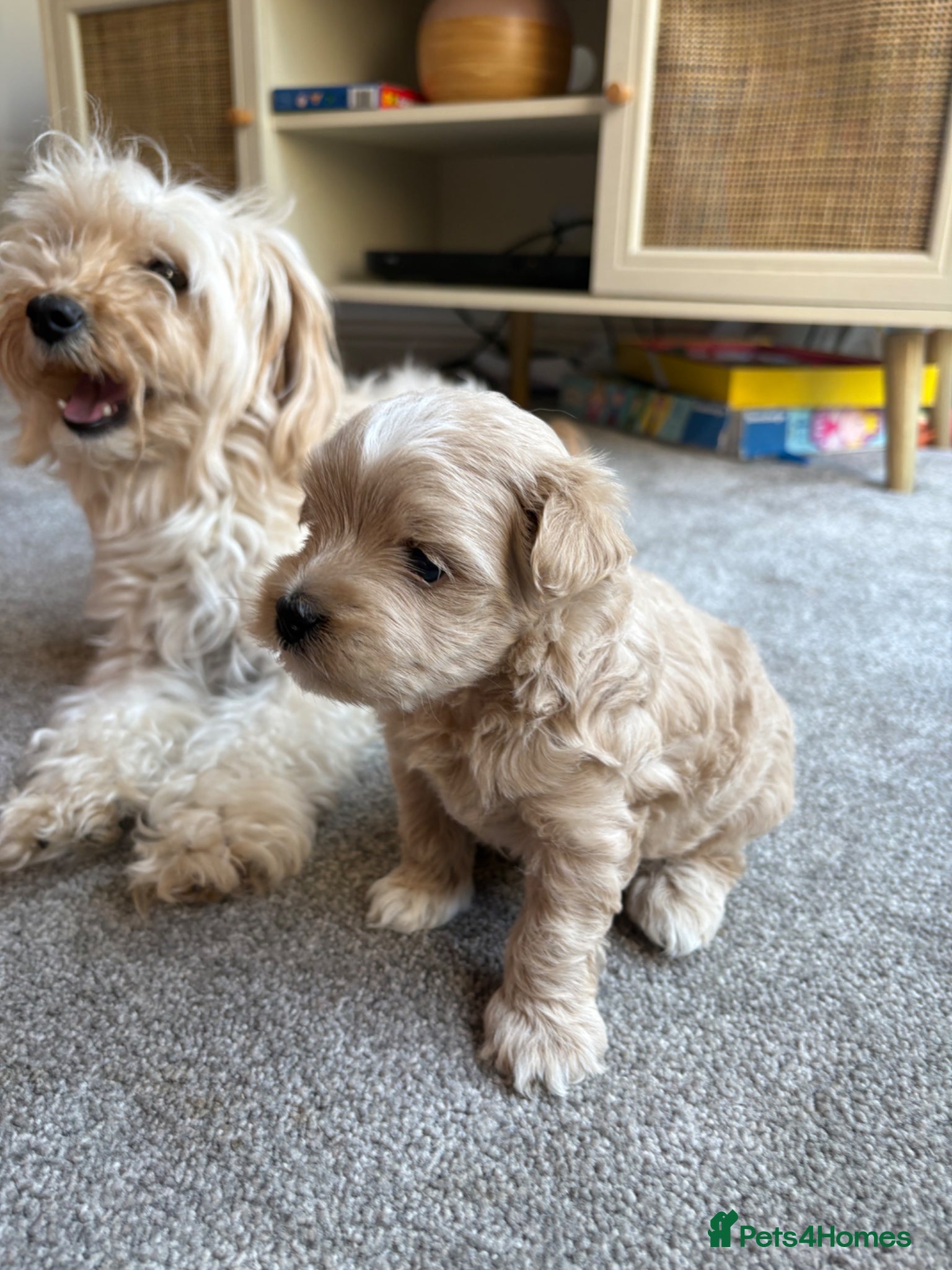 Maltipoo dogs Male Maltipoo puppy, champagne colour ready June  - Advert 4