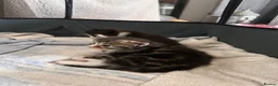 Mixed Breed cats for sale: Tuxedo mixed breed kittens  in Rotherham - Advert 8