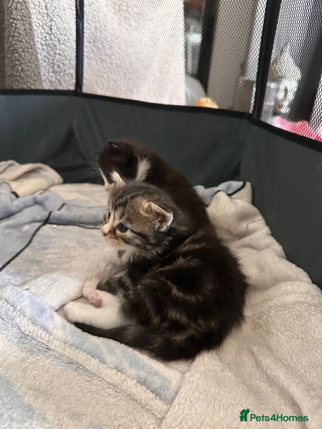 Mixed Breed cats for sale: Tuxedo mixed breed kittens  in Rotherham - Advert 8