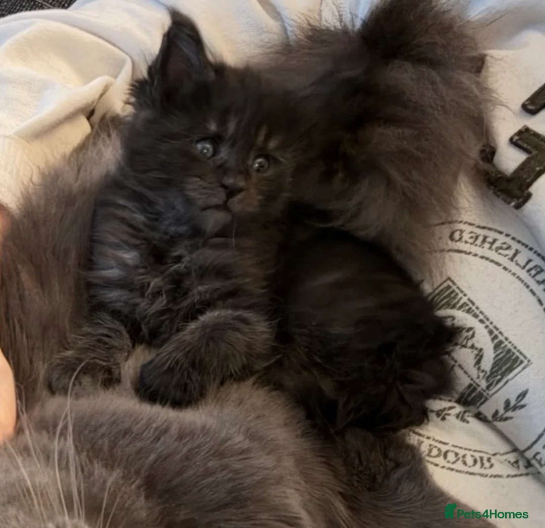 Maine Coon cats for sale: Maine coon kittens - Advert 1