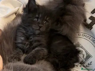 Maine Coon cats Maine coon kittens - Advert 1