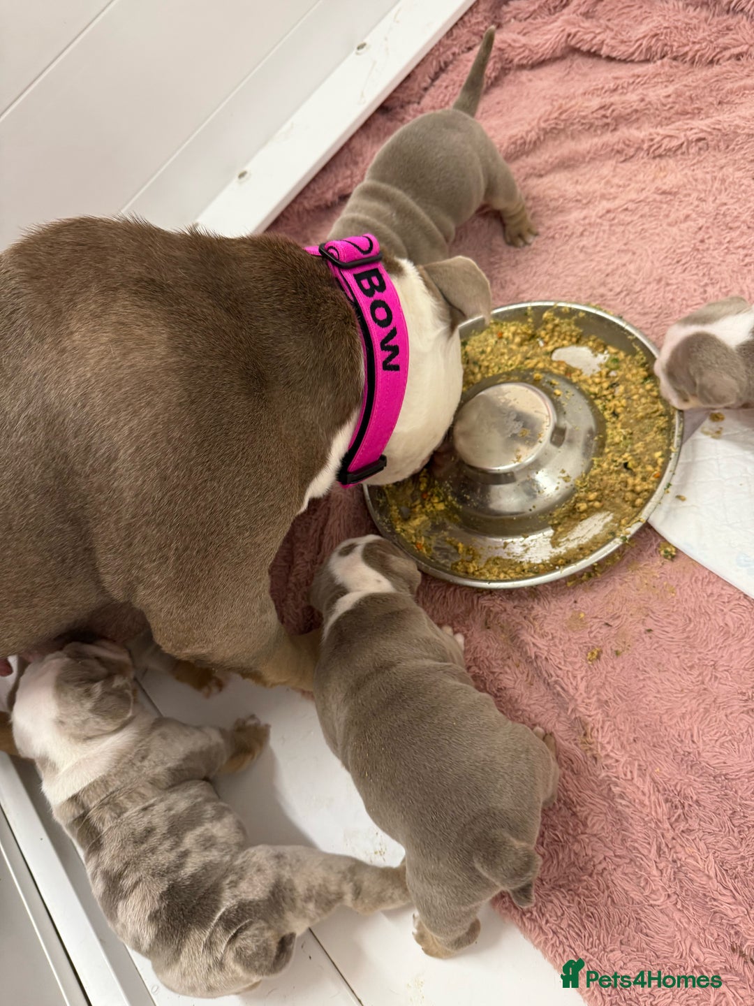 Mixed Breed dogs for sale: ✨ CHARLIE’S ANGELS – BULLDOG GIRLS ✨ - Image 14