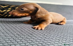 Dachshund dogs for sale: GORGEOUS DACHSHUNDS PUPPIES - Image 11