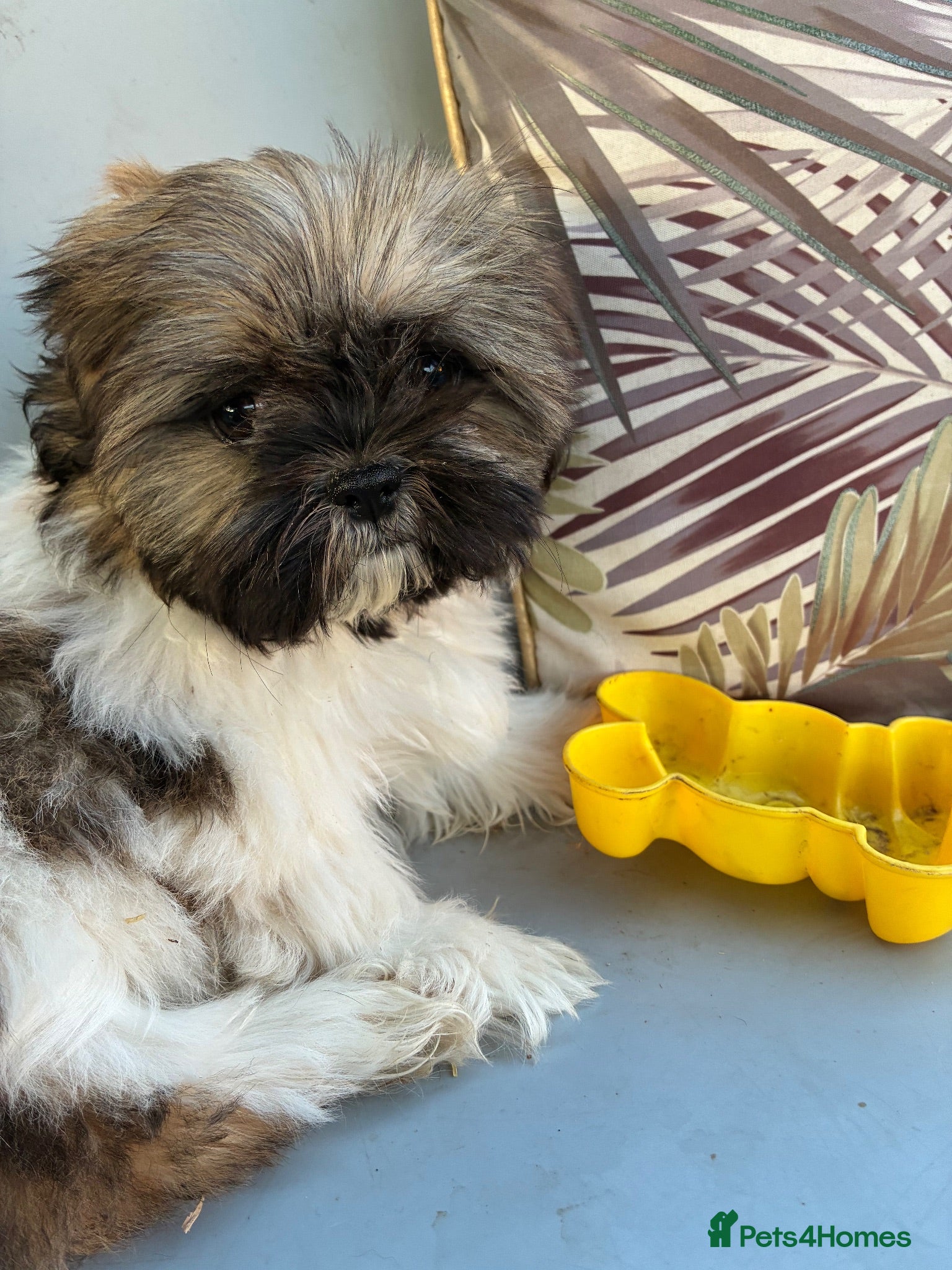 Shih Tzu dogs Stunning shihtzu puppies - Advert 1