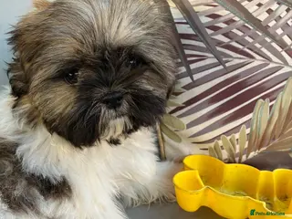 Shih Tzu dogs Stunning shihtzu puppies - Advert 1
