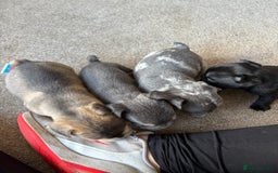 French Bulldog dogs for sale: All Male French’s Bulldog litter - Image 4