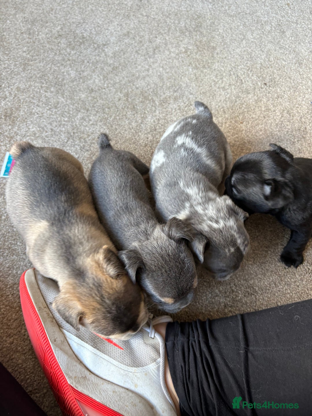 French Bulldog dogs for sale: All Male French’s Bulldog litter - Image 4