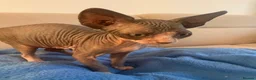 Sphynx cats for sale: 6 tica registered Sphynx Kittens in London - Advert 9