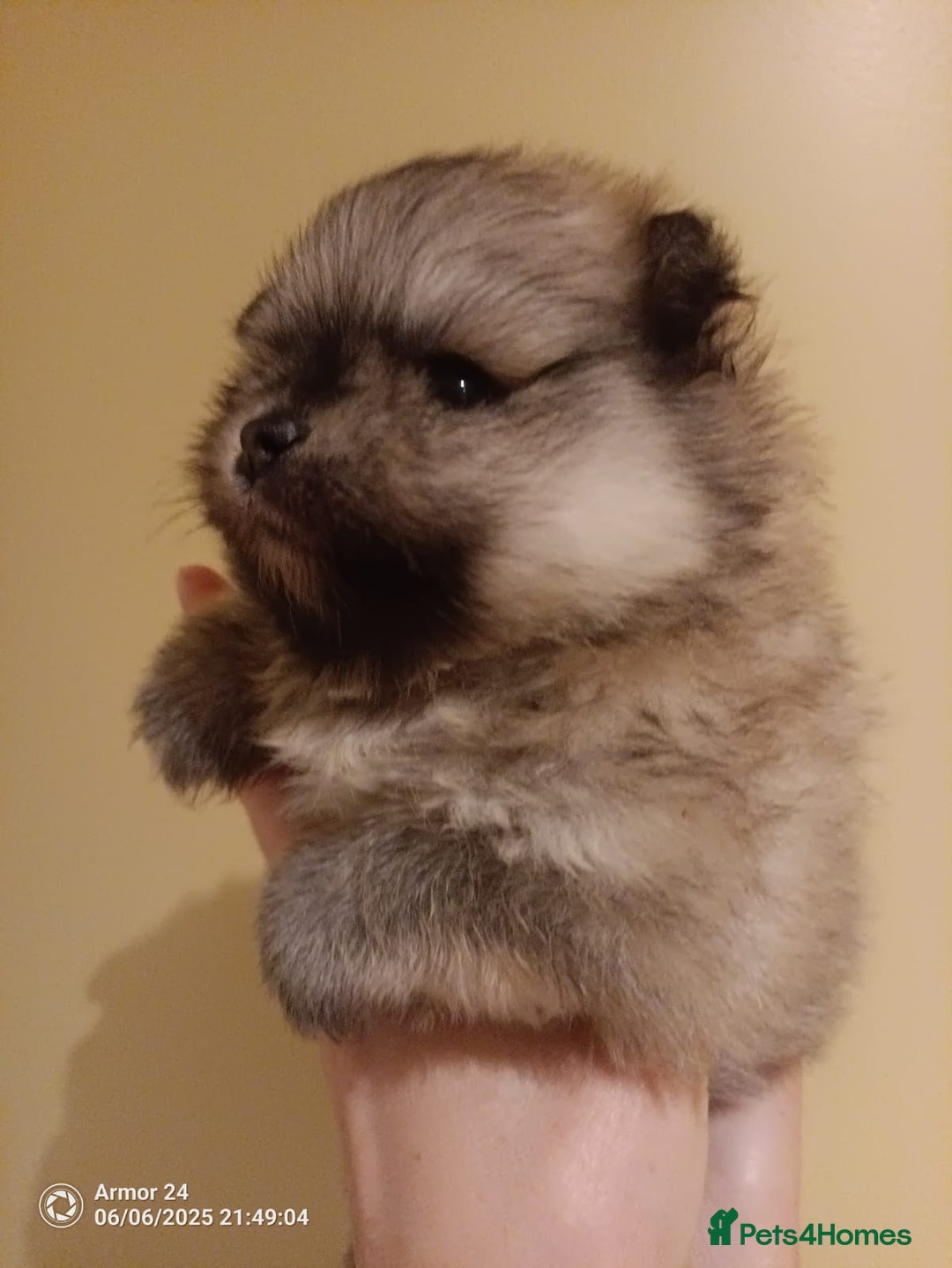 Pomeranian dogs for sale: Pomeranian Male Puppy  - Image 1