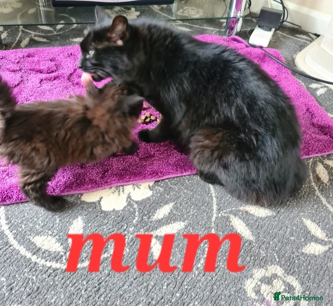 Mixed Breed cats for sale: 5 beautiful kittens  - Image 2