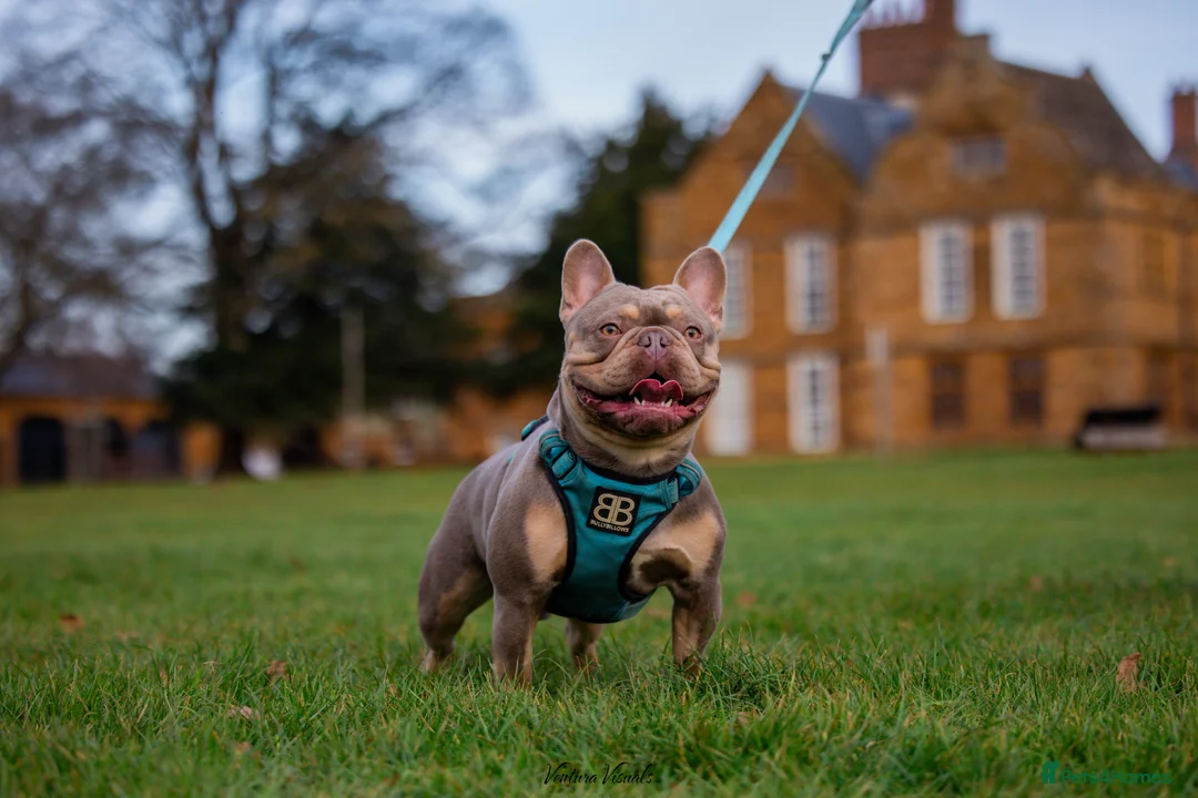 French Bulldog dogs for stud: 🦍SHORTTY🦍 SPECIAL OFFER WON'T GET CHEAPER 🔥🔥 in Northampton - Advert 2