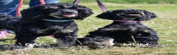 American Cocker Spaniel dogs for sale: ADORABLE YANKEE DOODLES  in Lauder - Advert 23