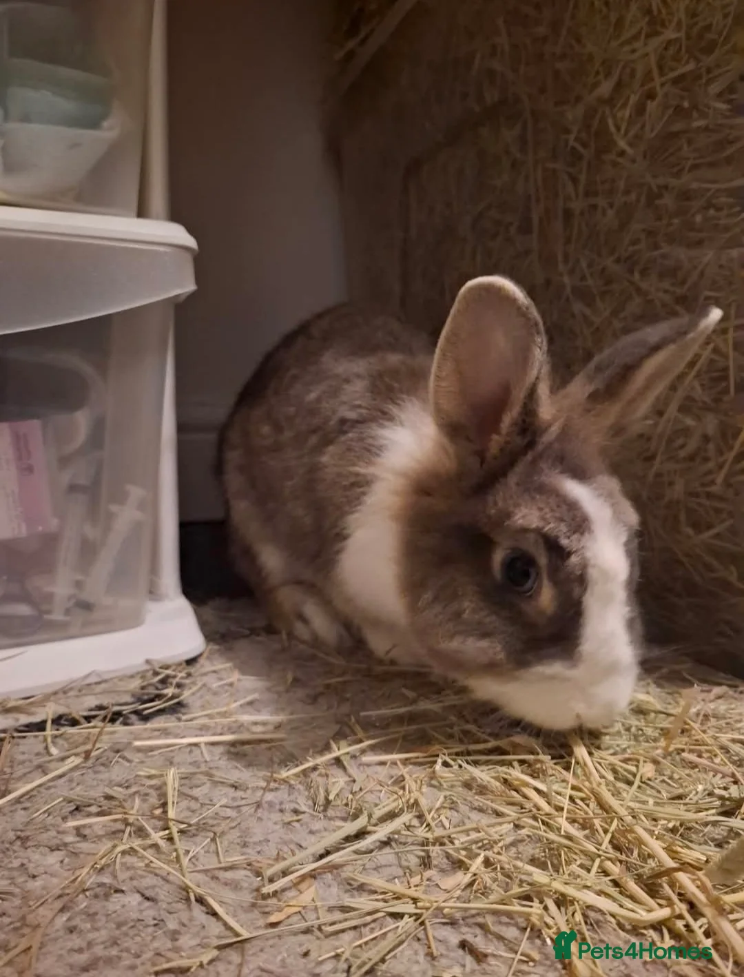 Dutch rabbits for sale: Female Rabbit  in Burton-on-Trent - Advert 3