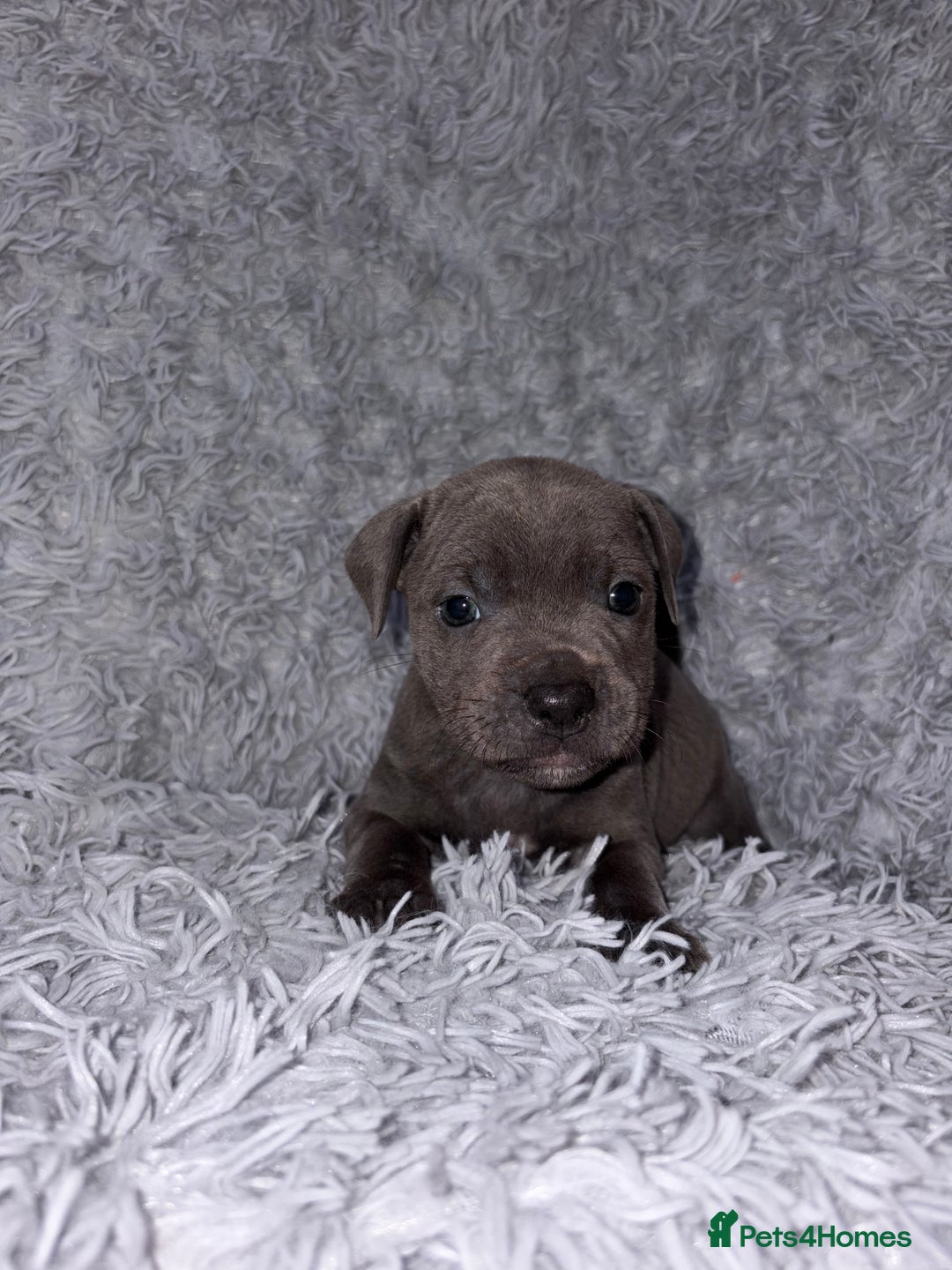 Staffordshire Bull Terrier dogs for sale: 6 Stunning Blue Staffordshire Bull Terrier pups 💙 - Advert 12