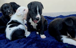 Mixed Breed dogs for sale: Short haired Collie pups - Image 27