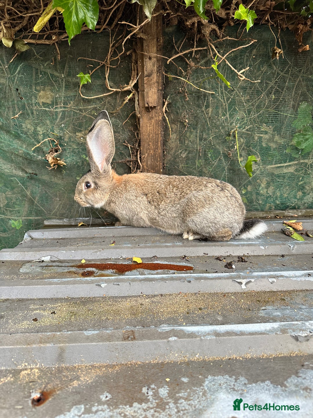 Continental Giant rabbits for sale: Giant continental male - Image 3