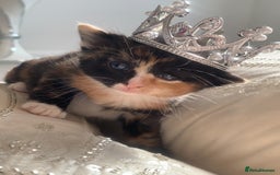 British Shorthair cats for sale: Dutchuss and kittens  - Image 1