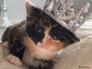 British Shorthair cats - Advert 9