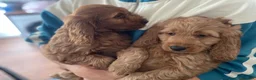Cockapoo dogs for sale: F1 Cockapoos READY TO LEAVE NOW  - Advert 5