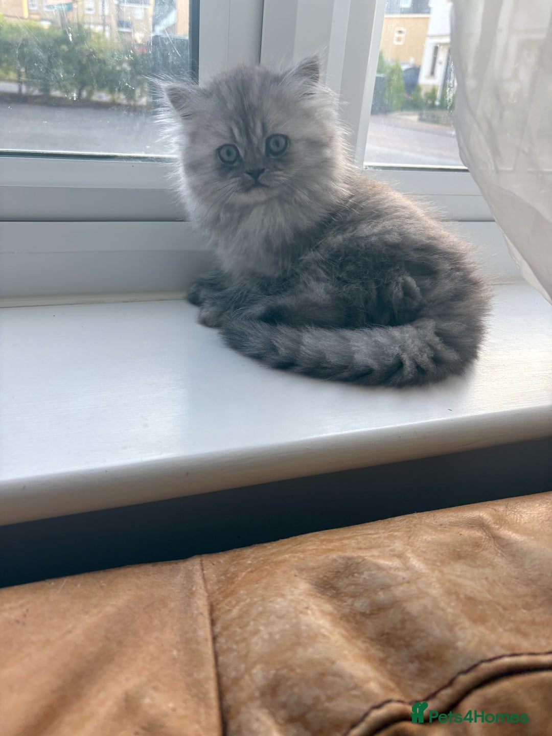 Persian cats for sale: Purrrfect Persians 😻😻😻 - Image 21