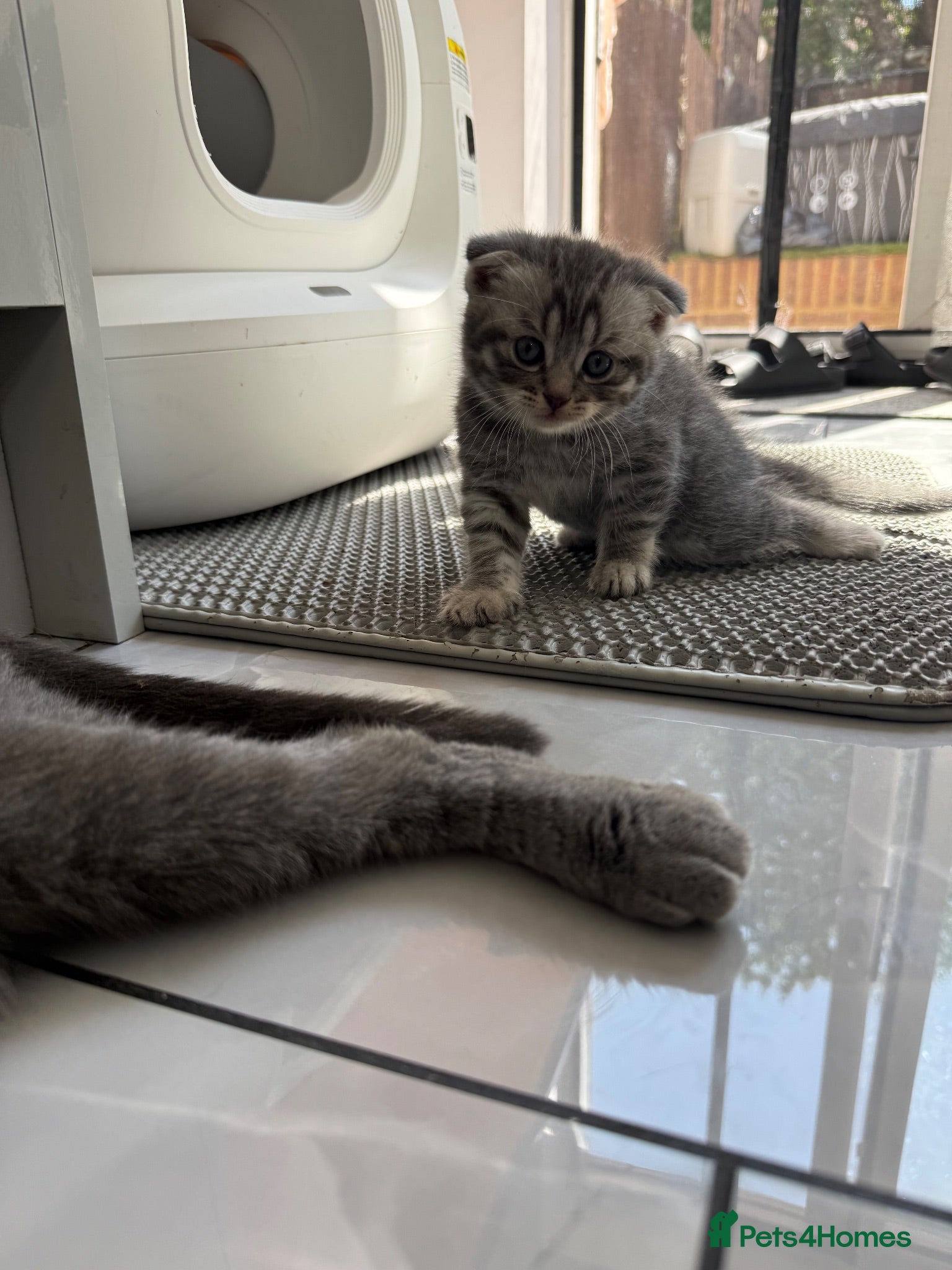 British Shorthair cats Pure breed Scottish Fold &Straight grey tabby  - Advert 3