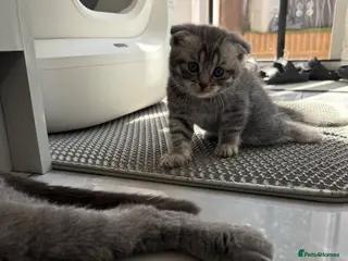 British Shorthair cats Pure breed Scottish Fold &Straight grey tabby - Advert 3