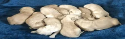Golden Retriever dogs for sale: KC Dark Red Golden Retrievers 100% DNA Health Test - Advert 9