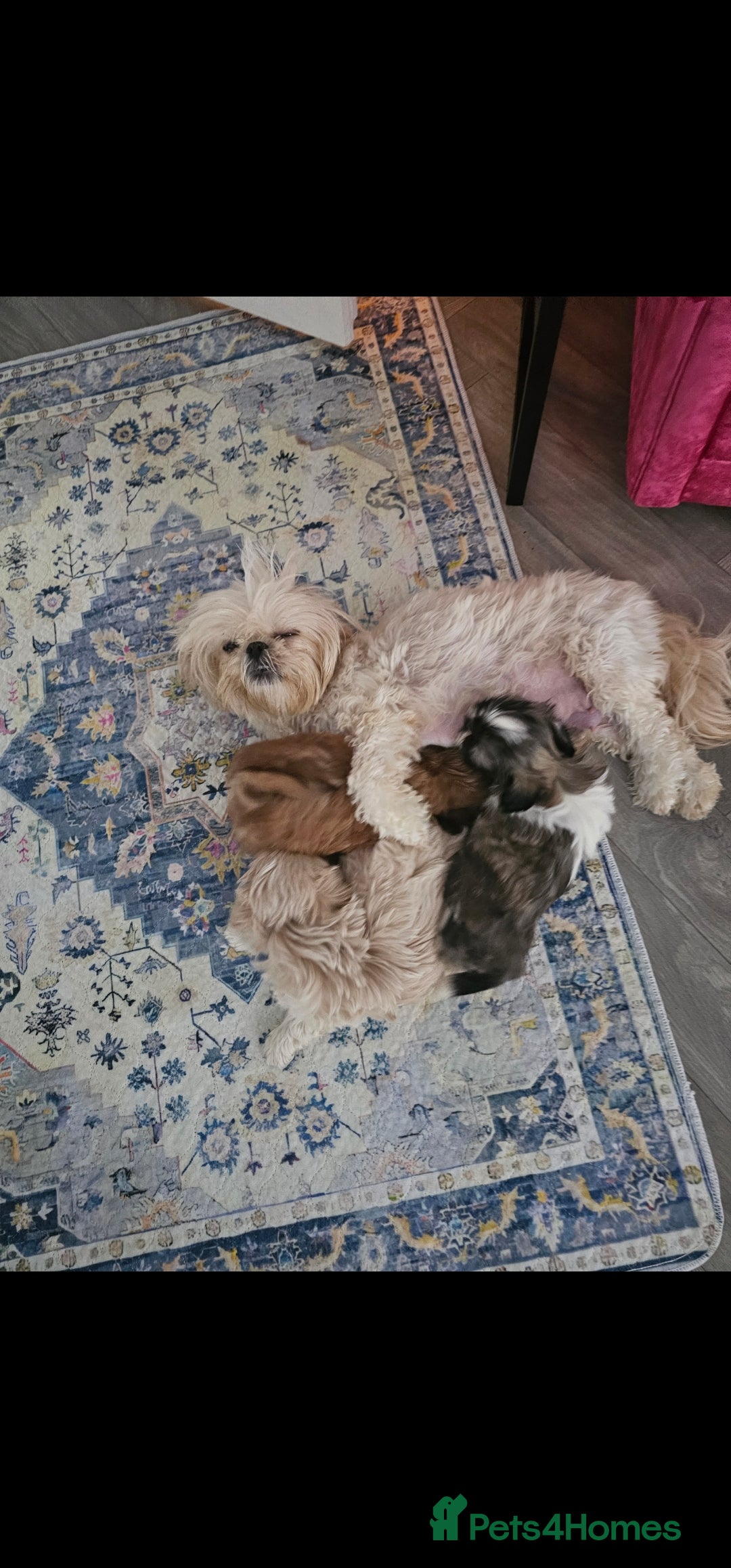 Shih Tzu dogs pure breed imperial shitzu puppies  - Advert 2