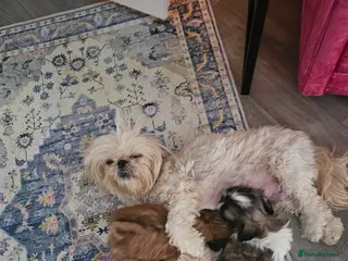 Shih Tzu dogs pure breed imperial shitzu puppies - Advert 2