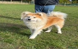 Japanese Akita Inu dogs for sale: Stunning Longcoat  - Image 2