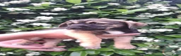 Border Terrier dogs for sale: Border terrier puppies  - Advert 2