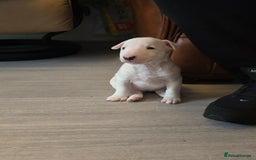 Miniature Bull terrier dogs for sale: Miniature Bull Terrier  - Image 2
