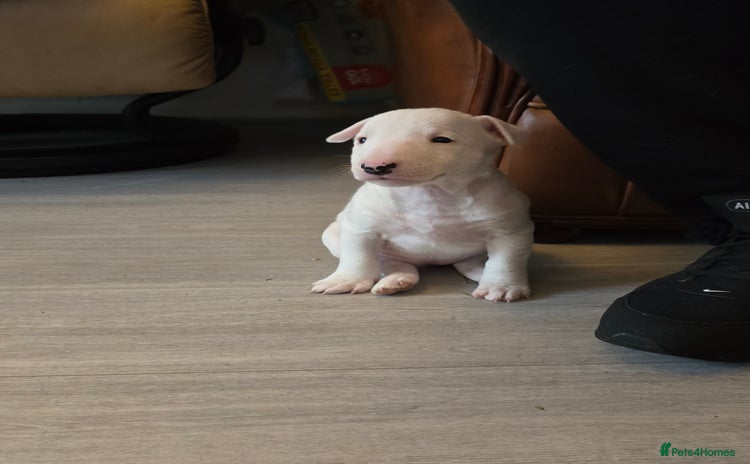 Miniature Bull terrier dogs - Advert 1