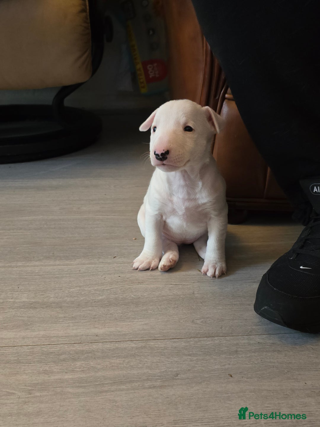 Miniature Bull terrier dogs for sale: Miniature Bull Terrier  - Image 2