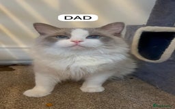 Ragdoll cats for sale: GCCF Championship Line Ragdolls - Image 9