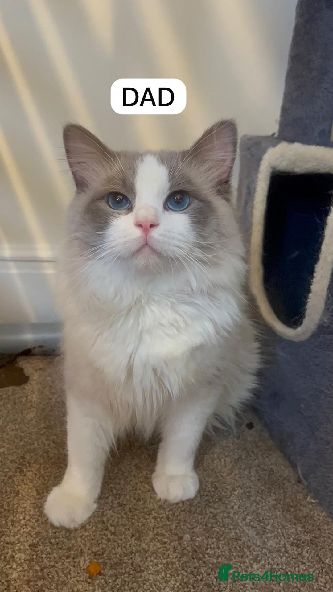 Ragdoll cats for sale: GCCF Championship Line Ragdolls - Image 9
