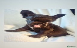 French Bulldog dogs for sale: French bulldogs , one fluffy (like his mum)  - Image 18