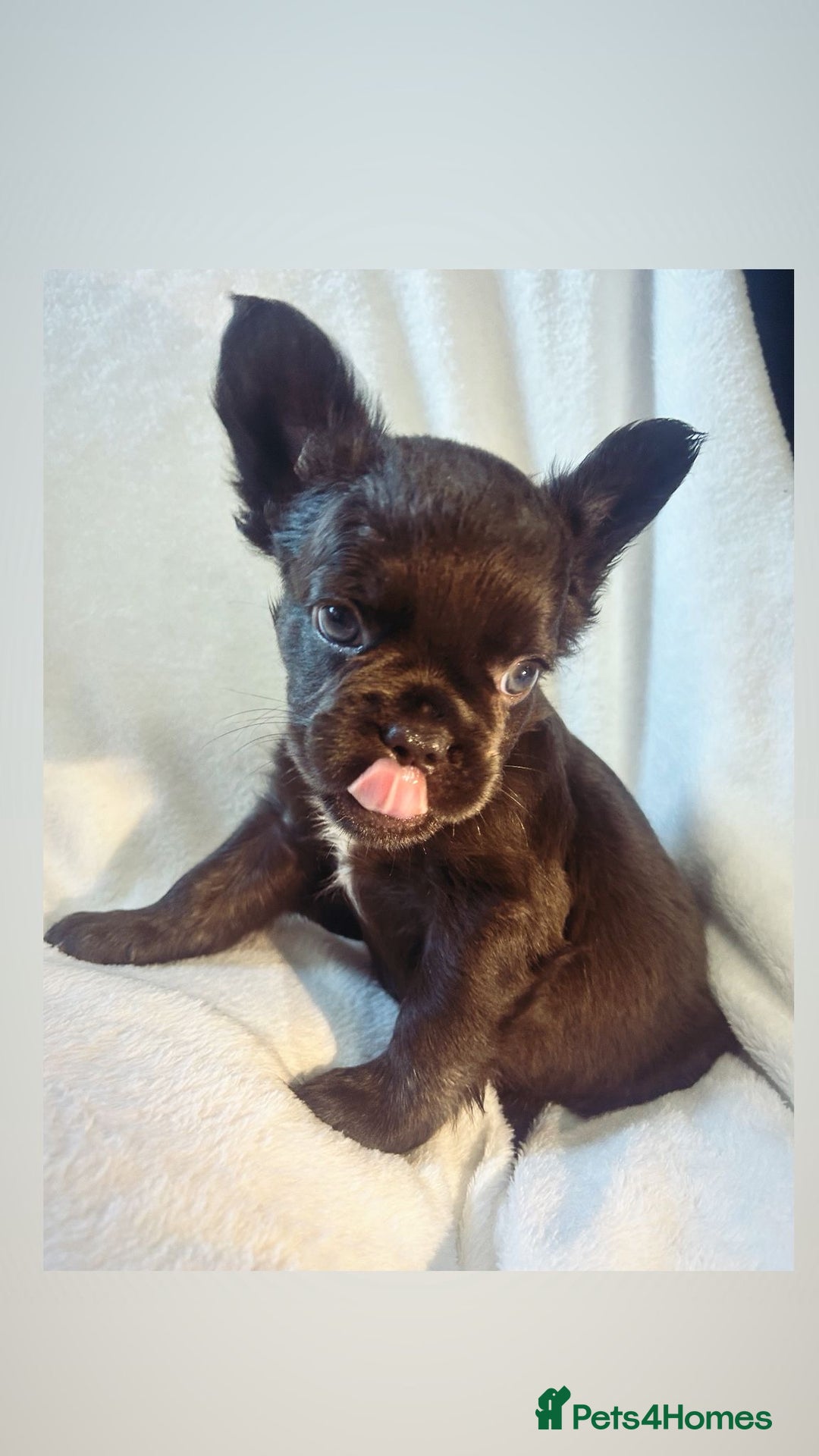 French Bulldog dogs for sale: French bulldogs , one fluffy (like his mum)  - Image 18