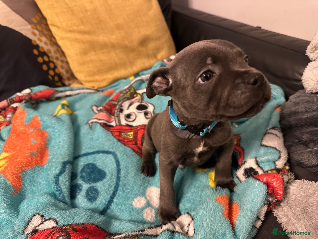 Staffordshire Bull Terrier dogs for sale: KC ⭐️Champion⭐️ bloodline Staffy Ready to leave - Advert 18