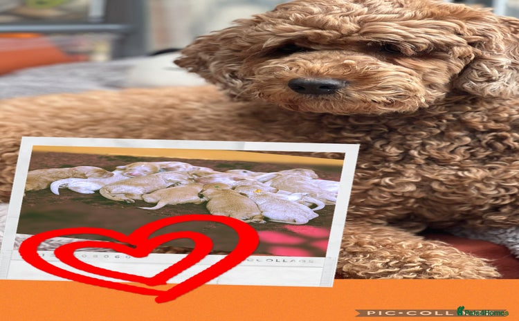 Australian Labradoodle dogs - Advert 2