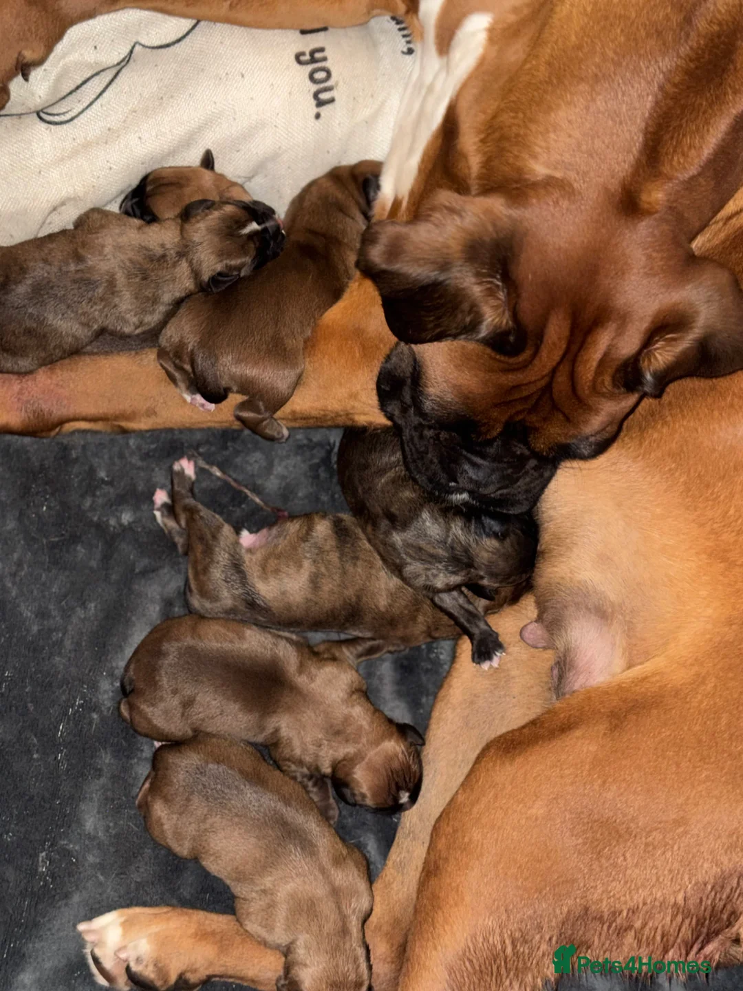 Boxer dogs for sale: 🐾 Exceptional KC Registered Boxer Puppies - Advert 2