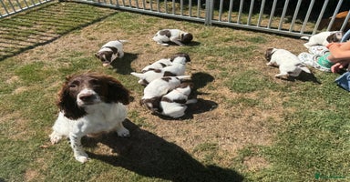 English Springer Spaniel dogs - Advert 5