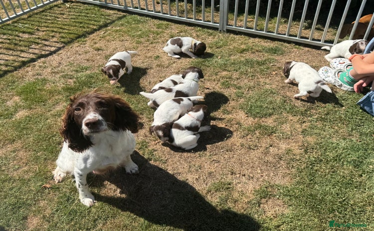English Springer Spaniel dogs - Advert 1