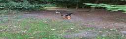 Mixed Breed dogs for sale: German Shepherd cross Rottweiler  - Advert 3