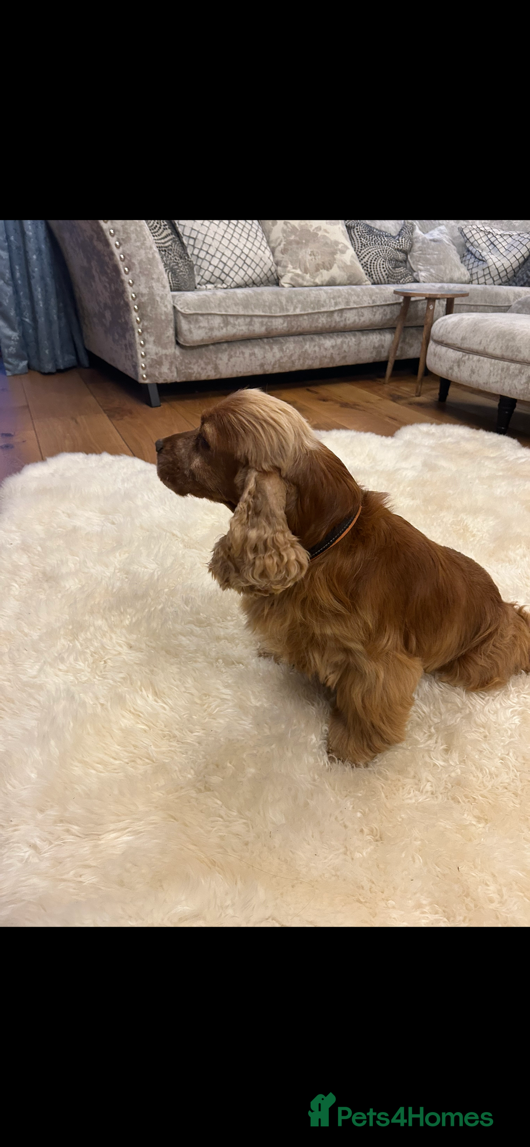 Cocker Spaniel dogs for sale: COCKER SPANIEL show type pups, KC Reg,PRIZEWINNING - Image 6