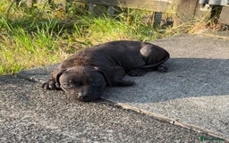 Staffordshire Bull Terrier dogs for sale: Staffordshire Bullterrier pups! - Image 4